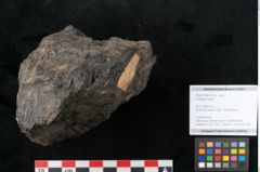 Foto (Objekt + Etikett) von Coniferae indet.  (NHMW-GEO-2024-0188-10319)